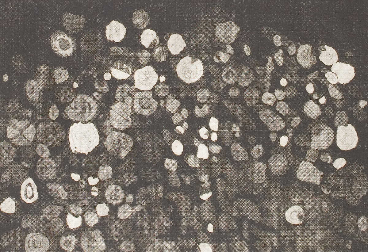 Damaged wood