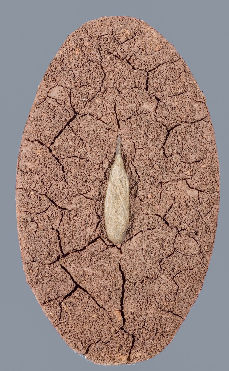 Cocoon