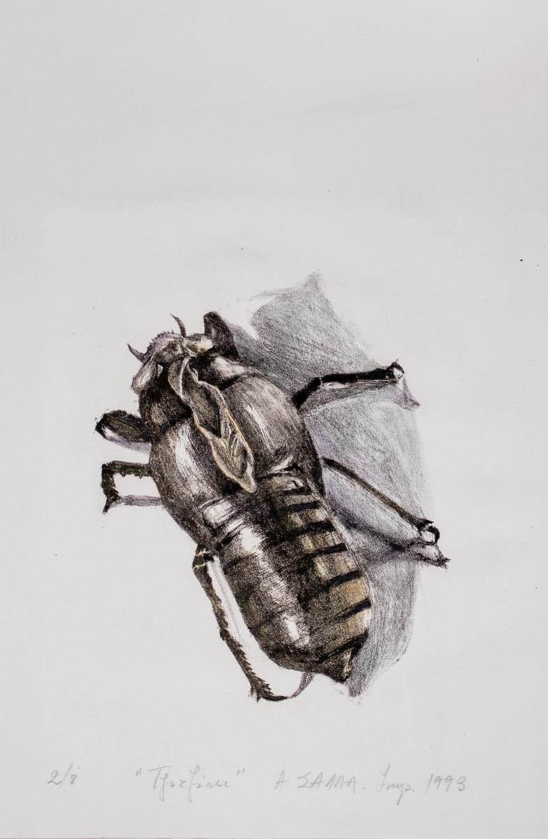 Cicada